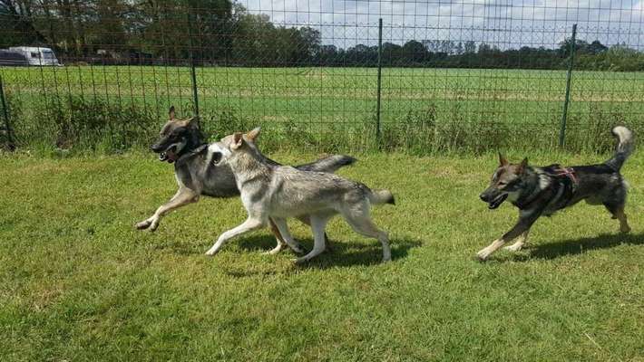 Bester Freund, Hundekumpel - zeigt her!-Beitrag-Bild