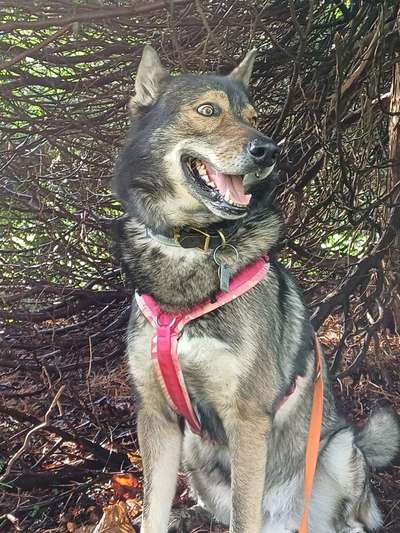 Lustigsten Grimassen von euren Hunden-Beitrag-Bild