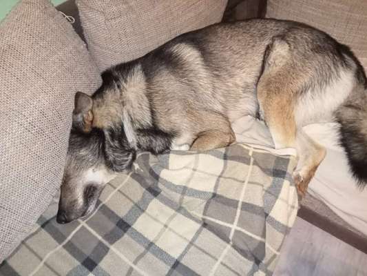 Freddys Kummerkasten-Beitrag-Bild