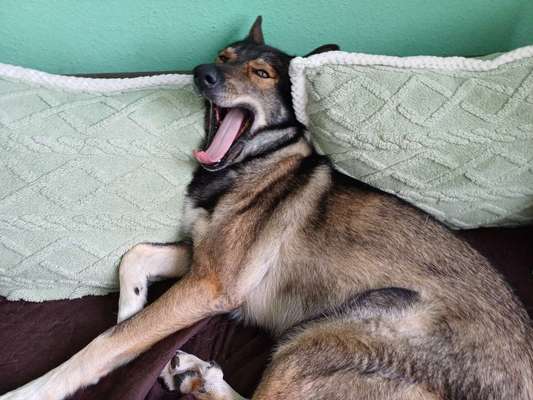 Wann wurden eure Hunde ruhiger/erwachsen?-Beitrag-Bild