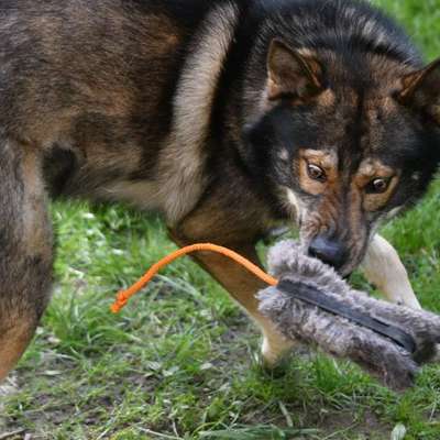 Freddys Kummerkasten-Beitrag-Bild