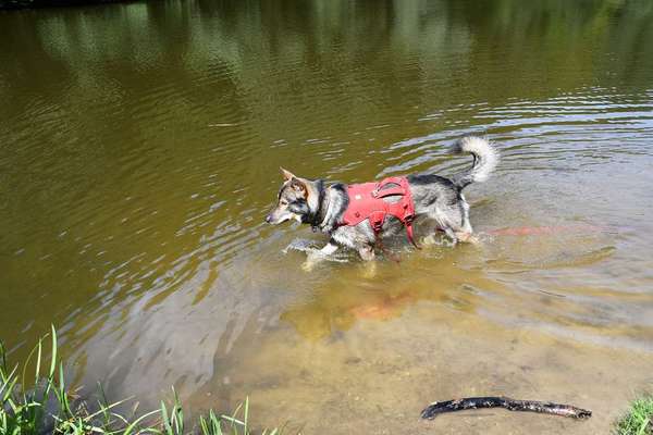 Wanderwege mit Hund-Beitrag-Bild