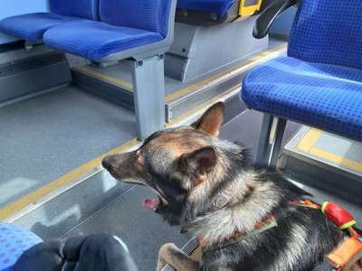 Öffentliche Verkehrsmittel nutzen mit Hund-Beitrag-Bild