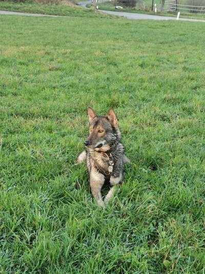 Wolfhunde Besitzer TWH oder SWH hier?-Beitrag-Bild