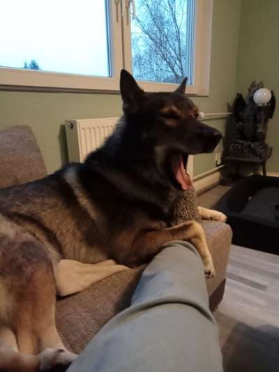 Fake News in der Hundewelt-Beitrag-Bild