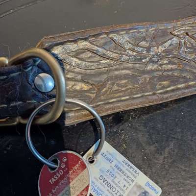Welche Hundemarke passt ans Curli Geschirr?-Beitrag-Bild