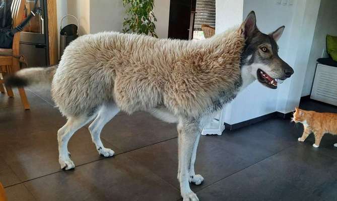 Hunde Memes-Beitrag-Bild