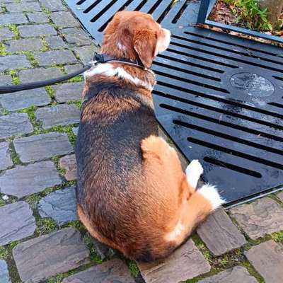 Freddys Kummerkasten-Beitrag-Bild