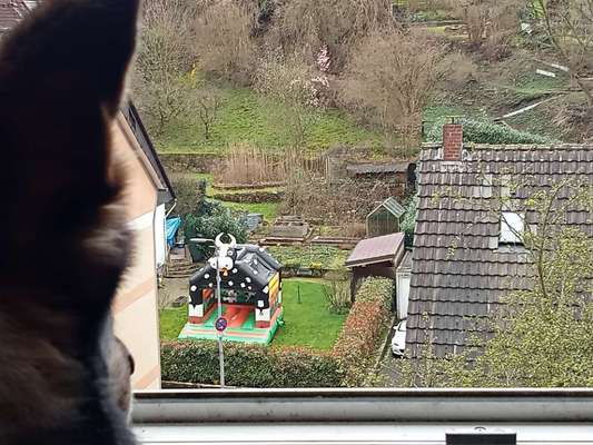 Freddys Kummerkasten-Beitrag-Bild