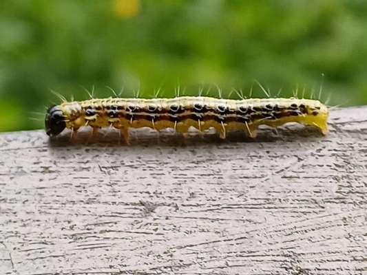 Freddys Kummerkasten-Beitrag-Bild