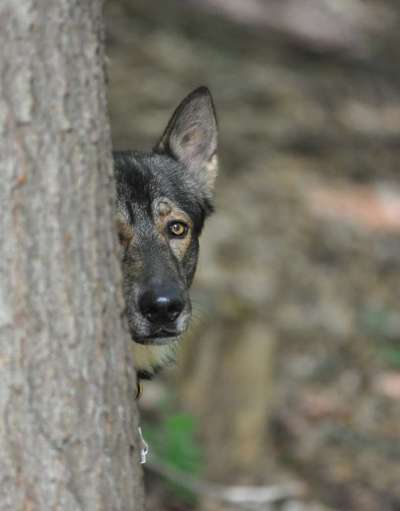 Wald Bild-Beitrag-Bild