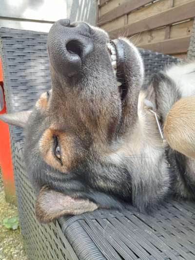 Hunde Porträt (Portrait) Galerie....-Beitrag-Bild