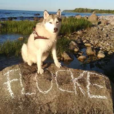 Freddys Kummerkasten-Beitrag-Bild