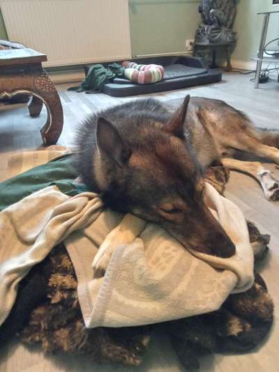 Freddys Kummerkasten-Beitrag-Bild