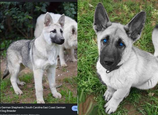 Qualzucht - Warum Aufklärung alleine nicht reicht-Beitrag-Bild