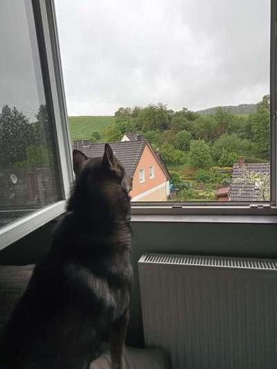 Freddys Kummerkasten-Beitrag-Bild