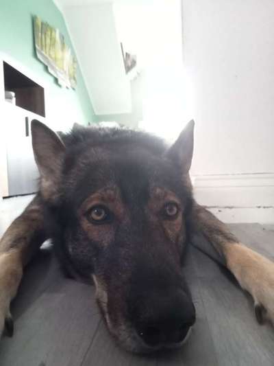 Gespräche zwischen Hund und Halter-Beitrag-Bild