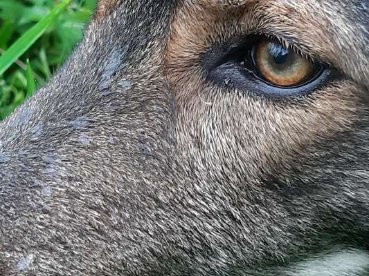 Zeigt mir die tollste Nahaufnahme von eurer Fellnase-Beitrag-Bild