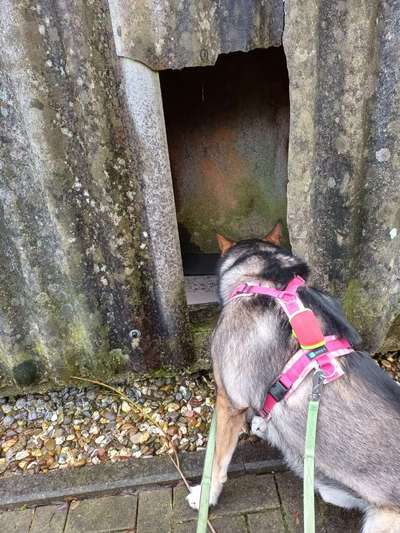 Freddys Kummerkasten-Beitrag-Bild