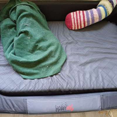 Robustes Hundebett-Beitrag-Bild