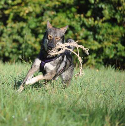 Dein Hund im Dogorama-Kalender 2021-Beitrag-Bild
