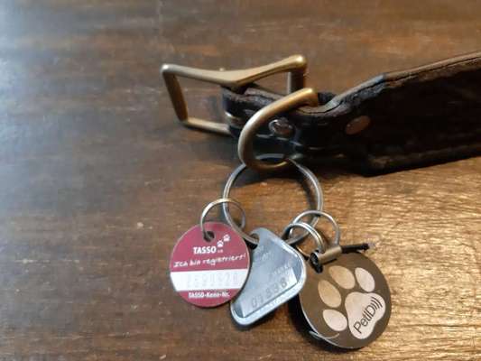 Hundemarke - verschiedene Halsbänder-Beitrag-Bild