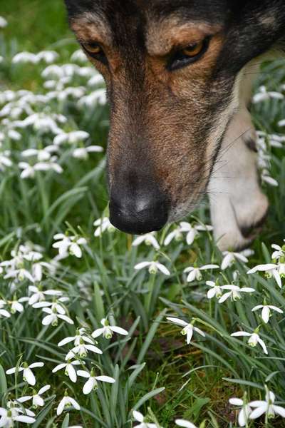 Dogorama Photo Challenge - die ersten Frühjahrsblumen-Beitrag-Bild