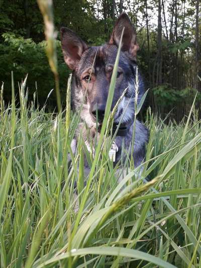 5. Hund im hohen Gras-Beitrag-Bild