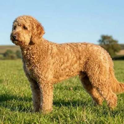 Haarverlust Goldendoodle F1-Beitrag-Bild