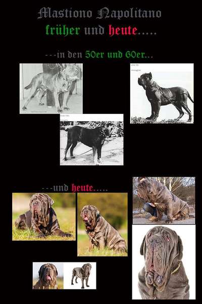 Qualzucht - Warum Aufklärung alleine nicht reicht-Beitrag-Bild