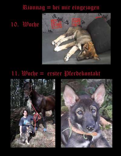 Als Welpen sind sie alle noch süßer-Beitrag-Bild