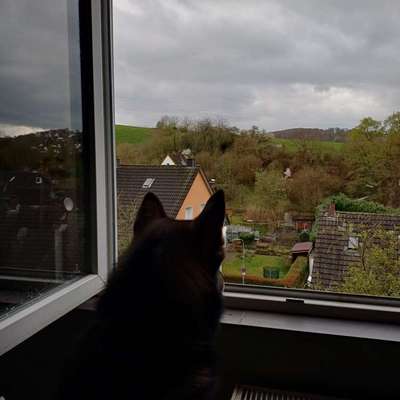 Freddys Kummerkasten-Beitrag-Bild