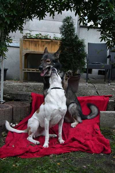 Gespräche zwischen Hund und Halter-Beitrag-Bild