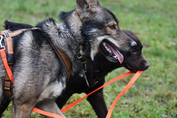 Bild wo euer Hund quatsch macht-Beitrag-Bild