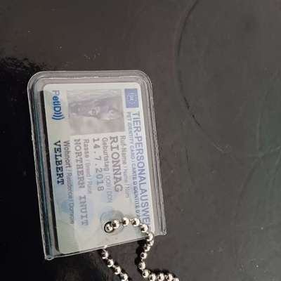 Personalisierte Hundemarke/ Kletti/ Namensschild für Hundegeschirr-Beitrag-Bild