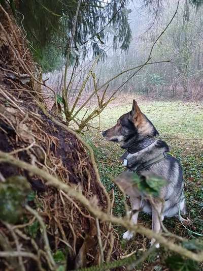 Freddys Kummerkasten-Beitrag-Bild