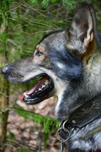 Dein Hund im Dogorama-Kalender 2021-Beitrag-Bild