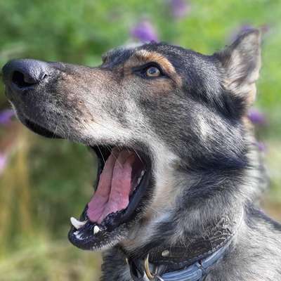 Rudelspaziergang vs. Kleinere Gruppe-Beitrag-Bild