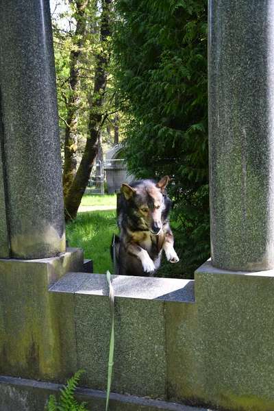 Freddys Kummerkasten-Beitrag-Bild