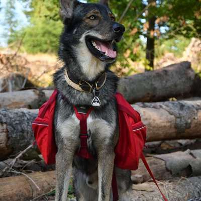 Antizieh Geschirr Amstaff-Beitrag-Bild