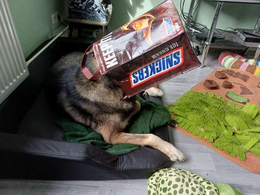 Qualzucht - Warum Aufklärung alleine nicht reicht-Beitrag-Bild