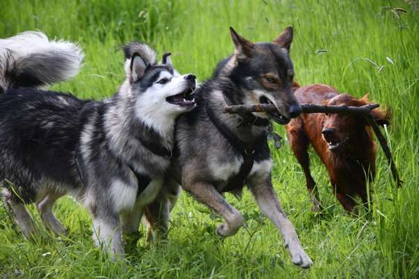 Spieltrieb ;)-Beitrag-Bild