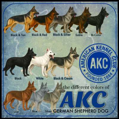 Qualzucht - Warum Aufklärung alleine nicht reicht-Beitrag-Bild