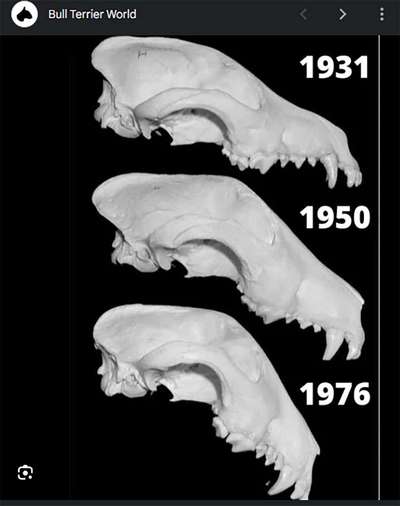 Qualzucht - Warum Aufklärung alleine nicht reicht-Beitrag-Bild