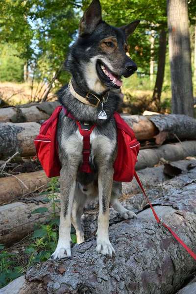 Wanderwege mit Hund-Beitrag-Bild