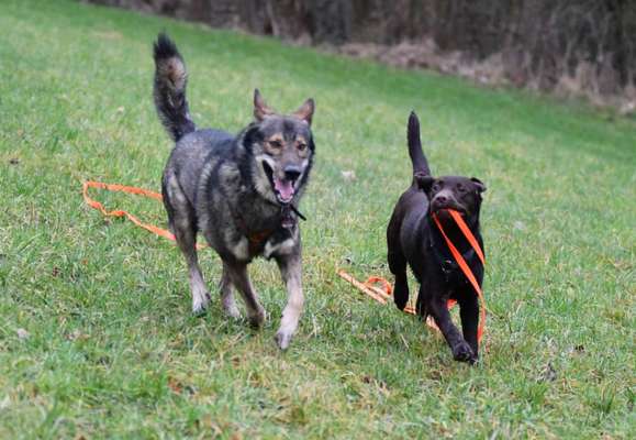 Bild wo euer Hund quatsch macht-Beitrag-Bild
