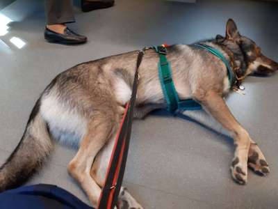 Öffentliche Verkehrsmittel nutzen mit Hund-Beitrag-Bild