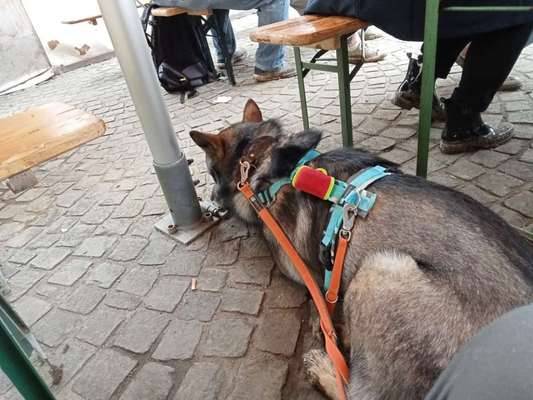 Freddys Kummerkasten-Beitrag-Bild