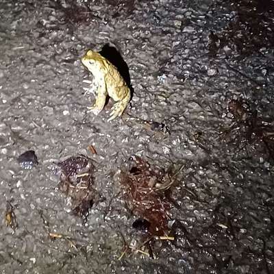 Freddys Kummerkasten-Beitrag-Bild