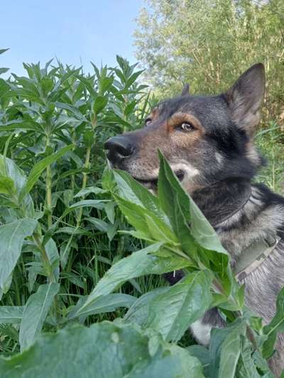 Gespräche zwischen Hund und Halter-Beitrag-Bild